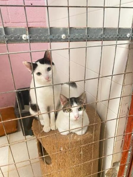 Norbert und Ryan aus dem Tierschutz