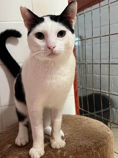 Norbert und Ryan aus dem Tierschutz