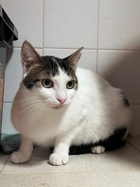 Norbert und Ryan aus dem Tierschutz