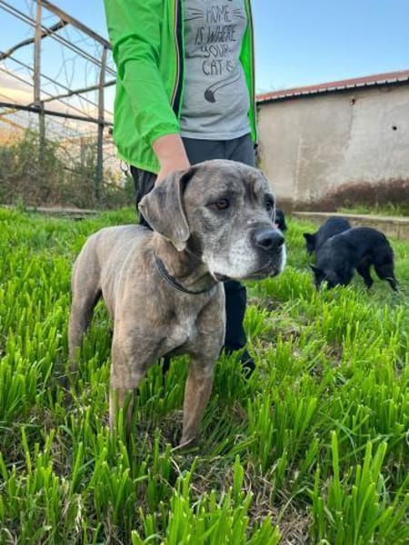 TEA 💚💚💚 braucht dringend ein Zuhause