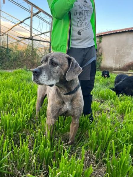 TEA 💚💚💚 braucht dringend ein Zuhause