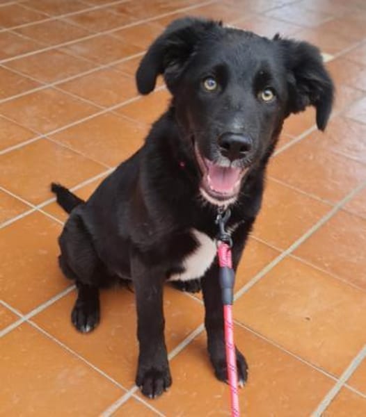 ANNA  ist bereits gut sozialisiert