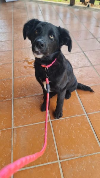 ANNA  ist bereits gut sozialisiert