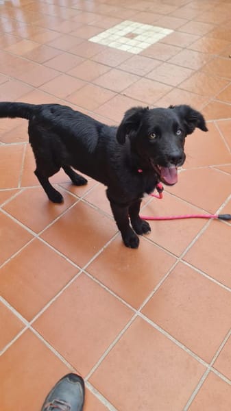 ANNA  ist bereits gut sozialisiert