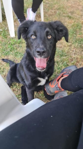 ANNA  ist bereits gut sozialisiert