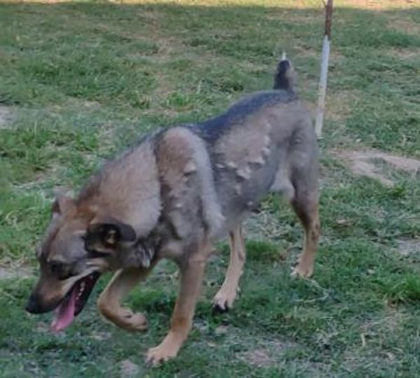 POESIE sucht das Glück