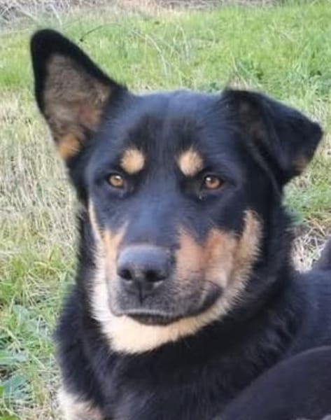 NARNI  intelligent, kontaktfreudig