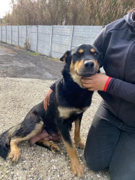 NARNI  intelligent, kontaktfreudig