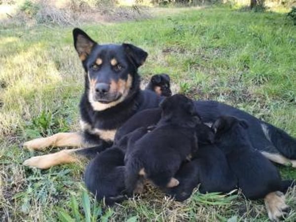 NARNI  intelligent, kontaktfreudig