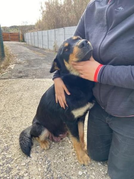 NARNI  intelligent, kontaktfreudig