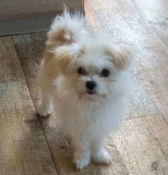 Picur in 27478 Cuxhaven #