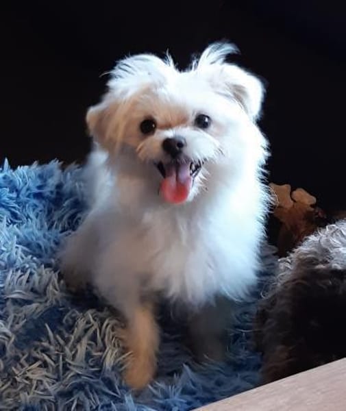 Picur in 27478 Cuxhaven #