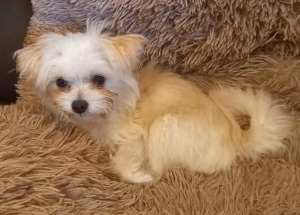 Picur in 27478 Cuxhaven #