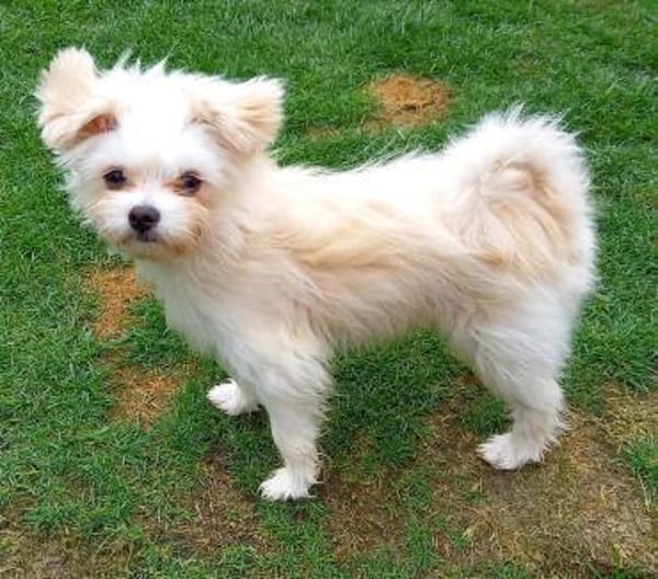 Picur in 27478 Cuxhaven #