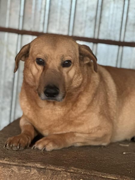 Choco, sanfter Rüde sucht Liebe