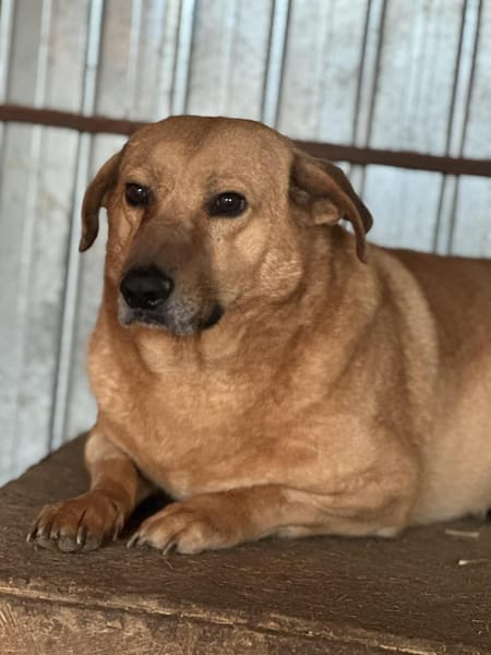 Choco, sanfter Rüde sucht Liebe