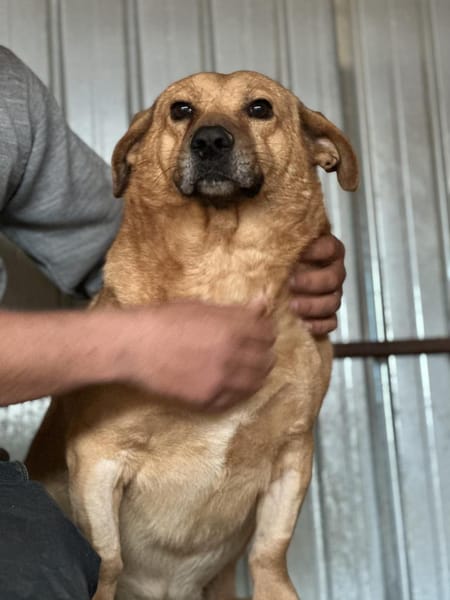 Choco, sanfter Rüde sucht Liebe