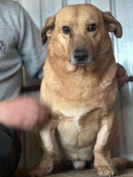 Choco, sanfter Rüde sucht Liebe