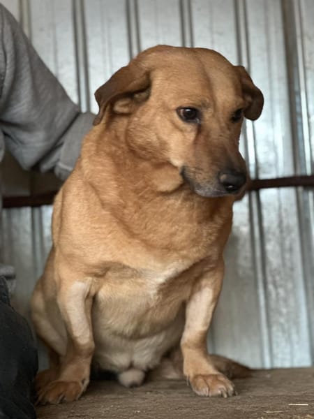 Choco, sanfter Rüde sucht Liebe