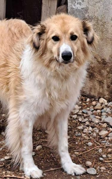 NOAH - sanfter Rüde