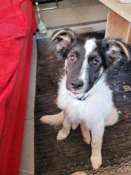 Gonzosucht sein großes Glück 🐾💕🍀