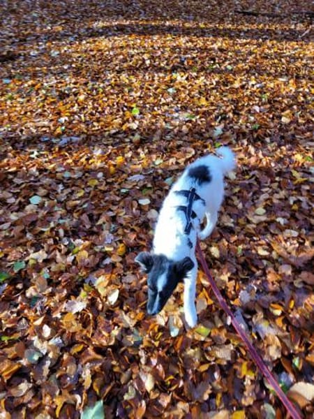 Gonzosucht sein großes Glück 🐾💕🍀