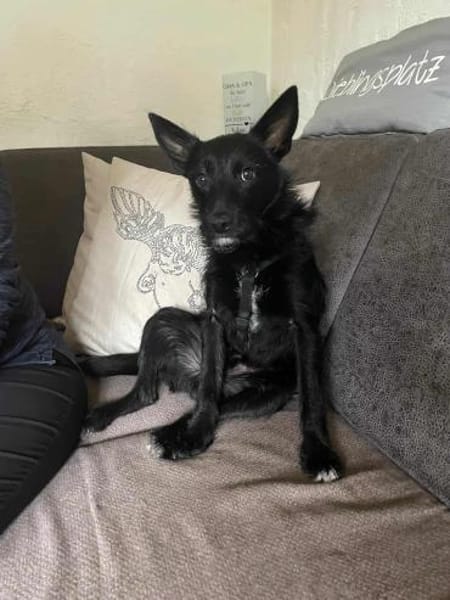 Donut - zurückhaltendes Seelchen 🐾