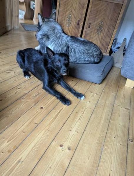 Donut - zurückhaltendes Seelchen 🐾