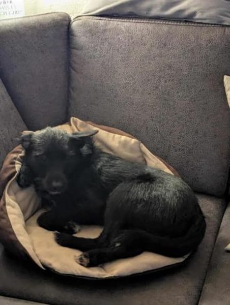 Donut - zurückhaltendes Seelchen 🐾