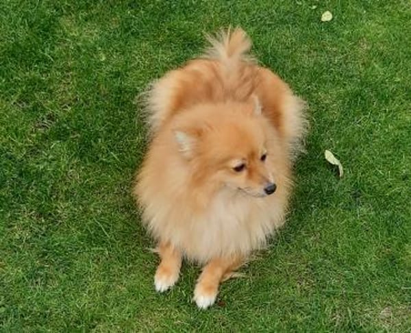 Kessy in 27478 Cuxhaven #