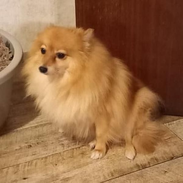 Kessy in 27478 Cuxhaven #