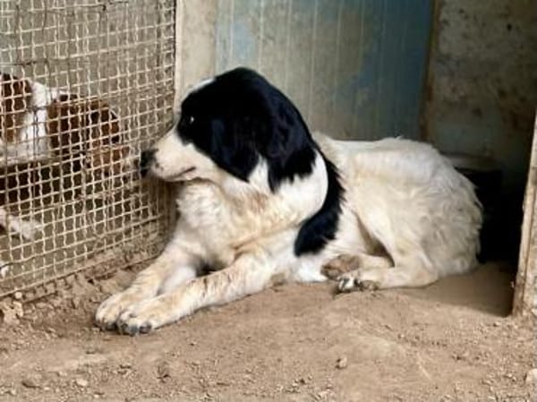 LAMPO - bald auf Pflegestelle in Sachsen