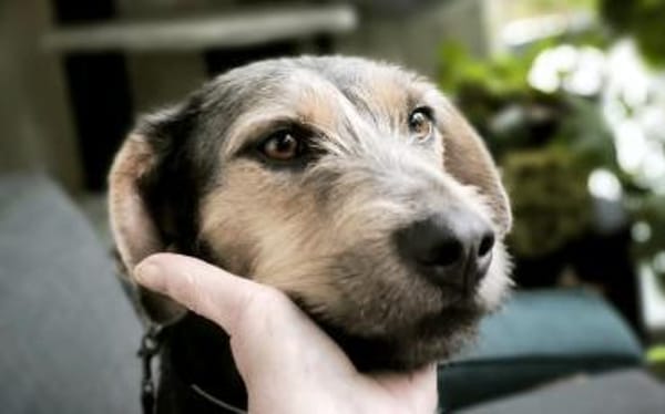 Ludwigsucht eine liebe Familie❤