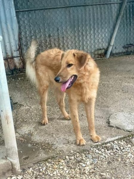 BIONDO 💙💙💙 wünscht sich ein Zuhause