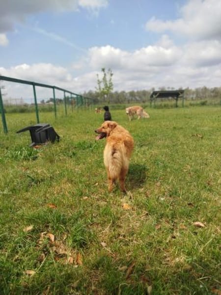 BIONDO 💙💙💙 wünscht sich ein Zuhause