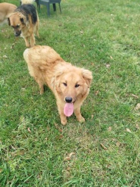 BIONDO 💙💙💙 wünscht sich ein Zuhause