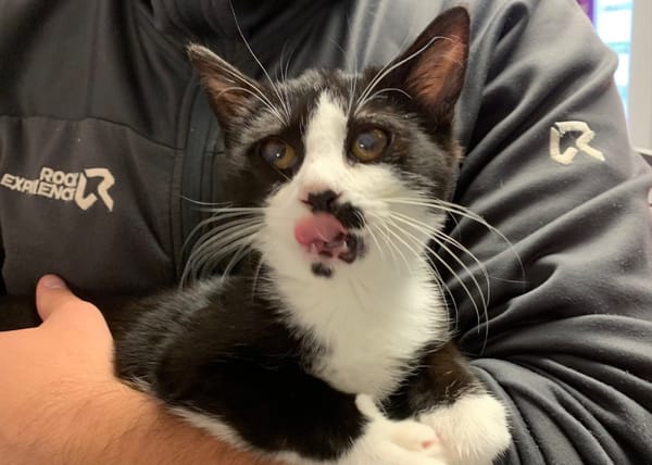 Minnie [Chaton][FeLV]