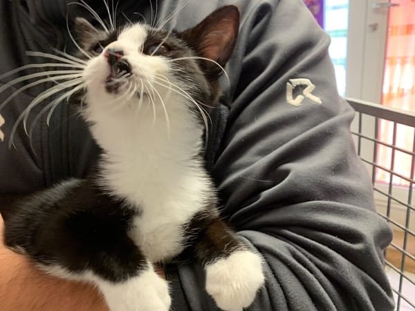 Minnie [Chaton][FeLV]