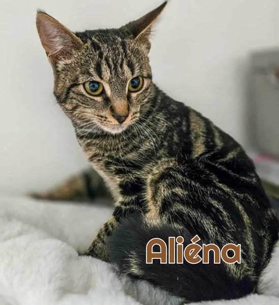ALIENA