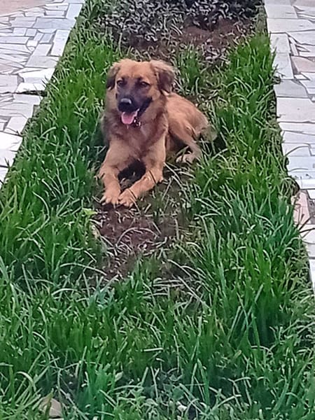 THÉA, élégance, douceur et tendresse réunies ! 🐾