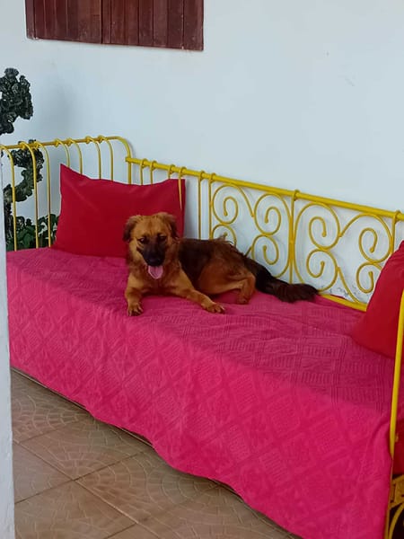 THÉA, élégance, douceur et tendresse réunies ! 🐾