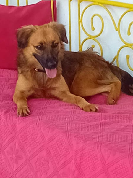 THÉA, élégance, douceur et tendresse réunies ! 🐾