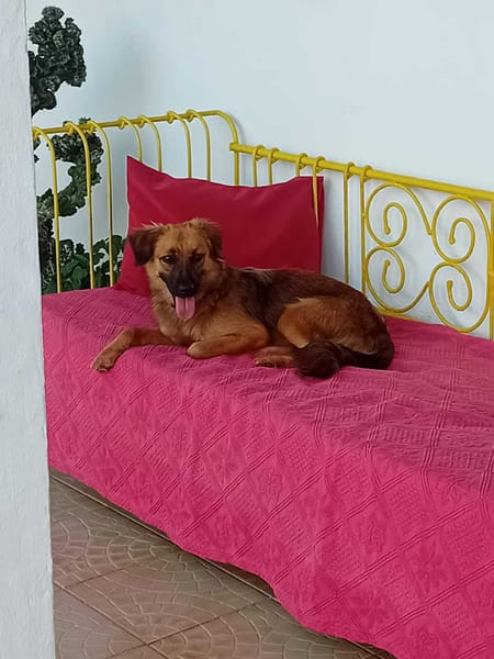 THÉA, élégance, douceur et tendresse réunies ! 🐾