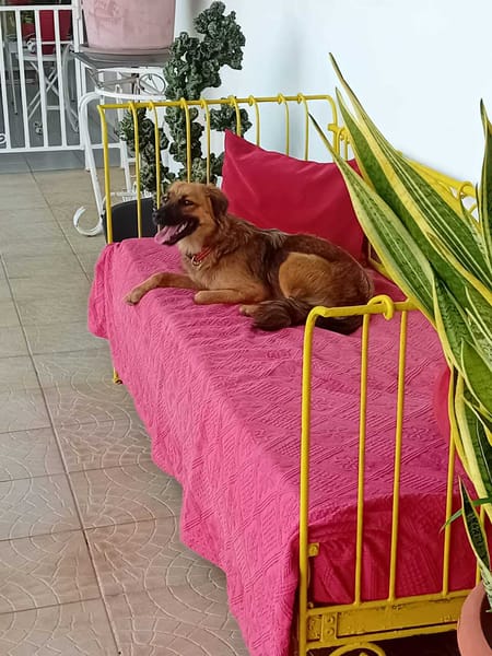 THÉA, élégance, douceur et tendresse réunies ! 🐾