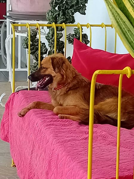 THÉA, élégance, douceur et tendresse réunies ! 🐾