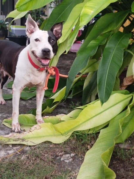 METISSE, femelle croisée créole, née le 01/07/2020 🌈