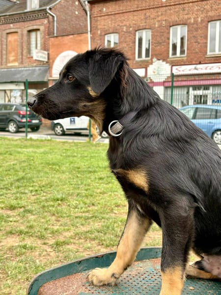 LORIENT, le petit bout en train au cœur tendre ! 🐾