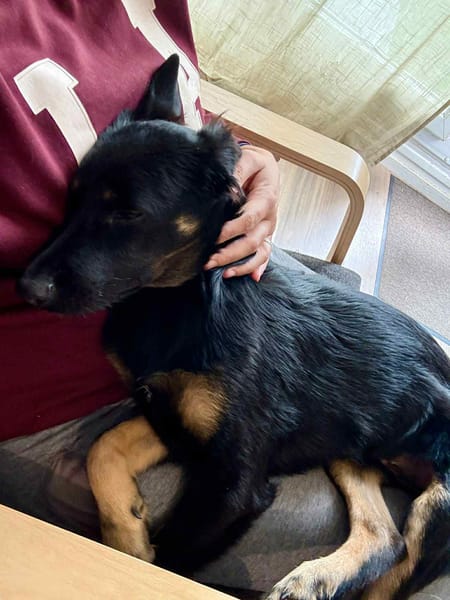 LORIENT, le petit bout en train au cœur tendre ! 🐾