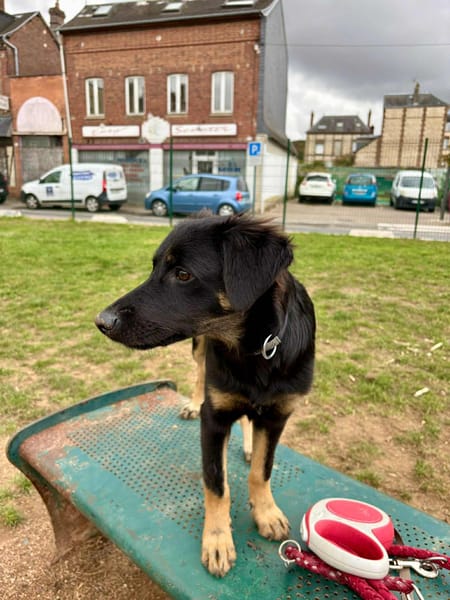 LORIENT, le petit bout en train au cœur tendre ! 🐾