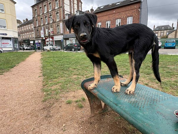 LORIENT, le petit bout en train au cœur tendre ! 🐾